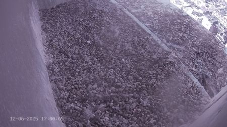 Sussex Heights Peregrine Falcons Webcam Image 12 Jun 2025 17:00:04