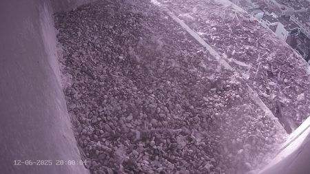 Sussex Heights Peregrine Falcons Webcam Image 12 Jun 2025 20:00:04