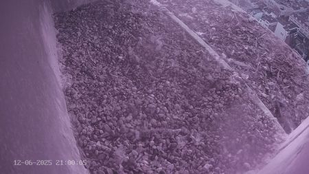 Sussex Heights Peregrine Falcons Webcam Image 12 Jun 2025 21:00:04