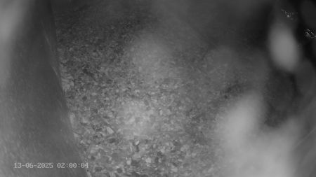 Sussex Heights Peregrine Falcons Webcam Image 13 Jun 2025 02:00:04