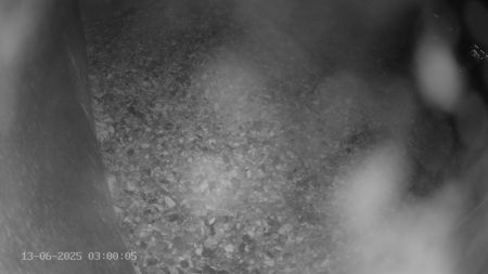 Sussex Heights Peregrine Falcons Webcam Image 13 Jun 2025 03:00:04