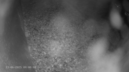 Sussex Heights Peregrine Falcons Webcam Image 13 Jun 2025 04:00:04