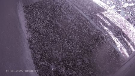 Sussex Heights Peregrine Falcons Webcam Image 13 Jun 2025 10:00:04