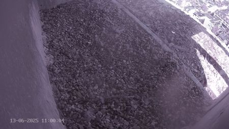 Sussex Heights Peregrine Falcons Webcam Image 13 Jun 2025 11:00:04