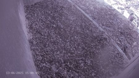 Sussex Heights Peregrine Falcons Webcam Image 13 Jun 2025 15:00:04