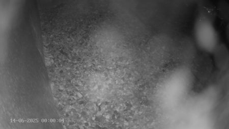 Sussex Heights Peregrine Falcons Webcam Image 14 Jun 2025 00:00:04