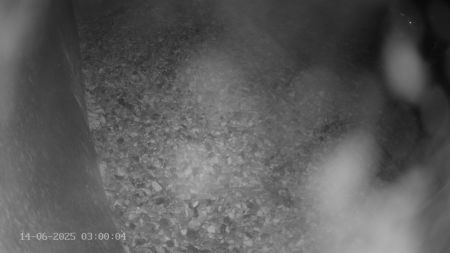 Sussex Heights Peregrine Falcons Webcam Image 14 Jun 2025 03:00:04