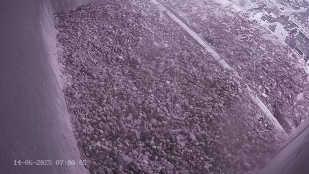 Sussex Heights Peregrine Falcons Webcam Image 14 Jun 2025 07:00:04