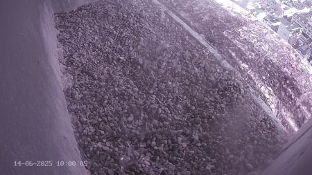 Sussex Heights Peregrine Falcons Webcam Image 14 Jun 2025 10:00:04