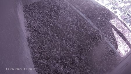 Sussex Heights Peregrine Falcons Webcam Image 14 Jun 2025 11:00:04