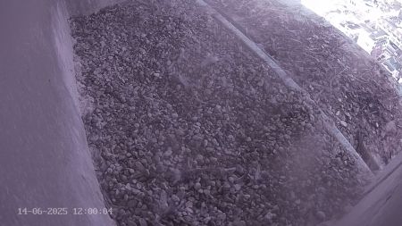 Sussex Heights Peregrine Falcons Webcam Image 14 Jun 2025 12:00:04