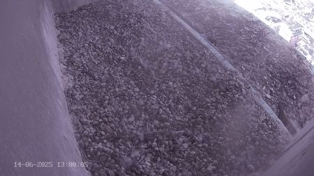 Sussex Heights Peregrine Falcons Webcam Image 14 Jun 2025 13:00:04