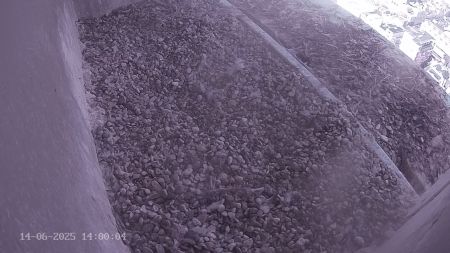 Sussex Heights Peregrine Falcons Webcam Image 14 Jun 2025 14:00:04