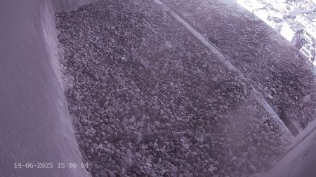 Sussex Heights Peregrine Falcons Webcam Image 14 Jun 2025 15:00:04