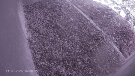Sussex Heights Peregrine Falcons Webcam Image 14 Jun 2025 16:00:04