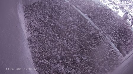 Sussex Heights Peregrine Falcons Webcam Image 14 Jun 2025 17:00:04