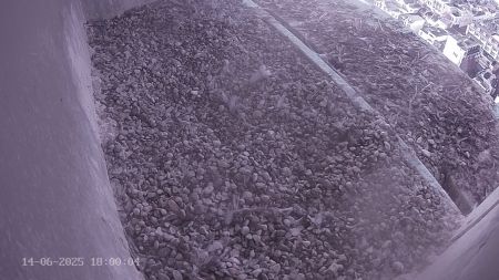 Sussex Heights Peregrine Falcons Webcam Image 14 Jun 2025 18:00:04