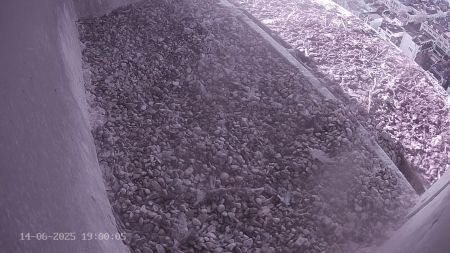 Sussex Heights Peregrine Falcons Webcam Image 14 Jun 2025 19:00:04