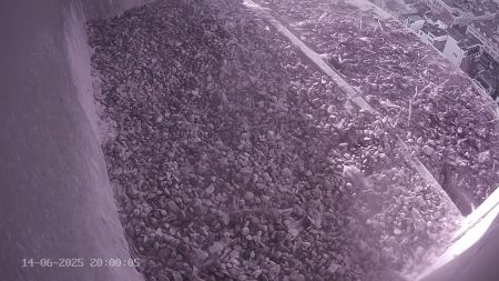 Sussex Heights Peregrine Falcons Webcam Image 14 Jun 2025 20:00:04