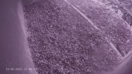 Sussex Heights Peregrine Falcons Webcam Image 14 Jun 2025 21:00:04