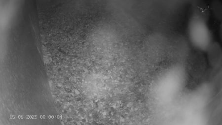Sussex Heights Peregrine Falcons Webcam Image 15 Jun 2025 00:00:04