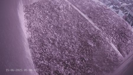 Sussex Heights Peregrine Falcons Webcam Image 15 Jun 2025 05:00:04