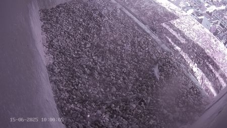 Sussex Heights Peregrine Falcons Webcam Image 15 Jun 2025 10:00:04