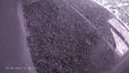 Sussex Heights Peregrine Falcons Webcam Image 15 Jun 2025 11:00:04