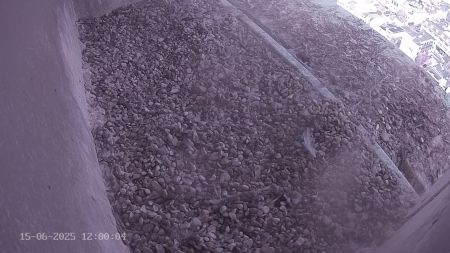 Sussex Heights Peregrine Falcons Webcam Image 15 Jun 2025 12:00:04