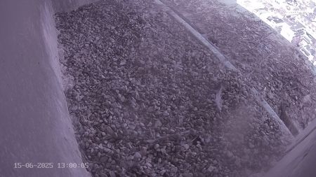 Sussex Heights Peregrine Falcons Webcam Image 15 Jun 2025 13:00:04