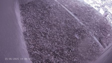 Sussex Heights Peregrine Falcons Webcam Image 15 Jun 2025 14:00:04