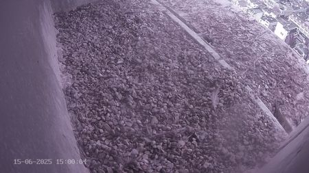 Sussex Heights Peregrine Falcons Webcam Image 15 Jun 2025 15:00:04