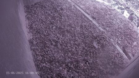 Sussex Heights Peregrine Falcons Webcam Image 15 Jun 2025 16:00:04