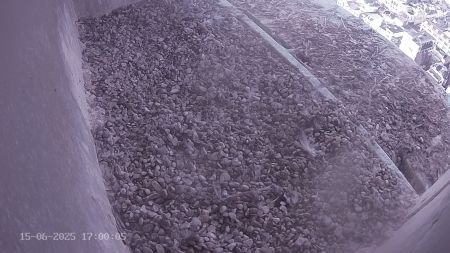 Sussex Heights Peregrine Falcons Webcam Image 15 Jun 2025 17:00:04