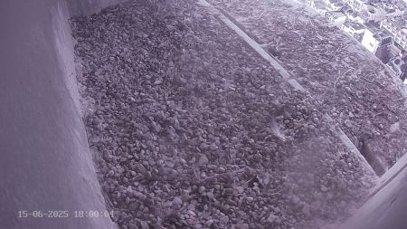 Sussex Heights Peregrine Falcons Webcam Image 15 Jun 2025 18:00:04