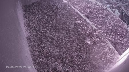 Sussex Heights Peregrine Falcons Webcam Image 15 Jun 2025 20:00:04