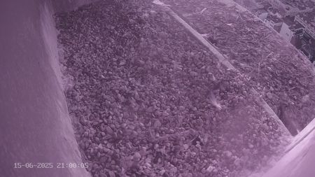 Sussex Heights Peregrine Falcons Webcam Image 15 Jun 2025 21:00:04