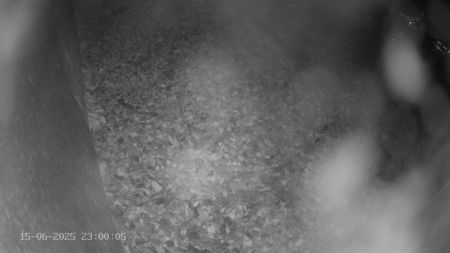 Sussex Heights Peregrine Falcons Webcam Image 15 Jun 2025 23:00:04