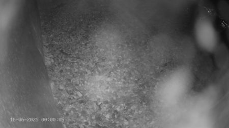 Sussex Heights Peregrine Falcons Webcam Image 16 Jun 2025 00:00:04