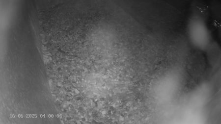 Sussex Heights Peregrine Falcons Webcam Image 16 Jun 2025 04:00:04