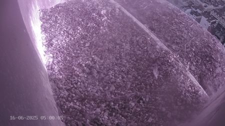 Sussex Heights Peregrine Falcons Webcam Image 16 Jun 2025 05:00:04