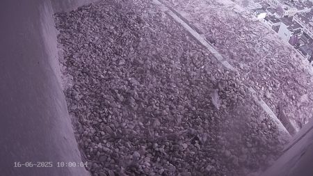 Sussex Heights Peregrine Falcons Webcam Image 16 Jun 2025 10:00:04