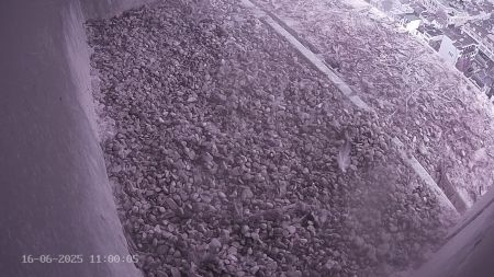 Sussex Heights Peregrine Falcons Webcam Image 16 Jun 2025 11:00:04