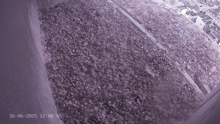 Sussex Heights Peregrine Falcons Webcam Image 16 Jun 2025 12:00:04