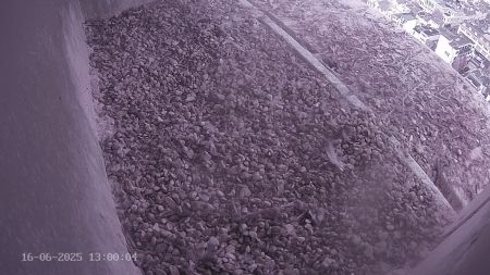 Sussex Heights Peregrine Falcons Webcam Image 16 Jun 2025 13:00:04