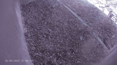 Sussex Heights Peregrine Falcons Webcam Image 16 Jun 2025 15:00:04