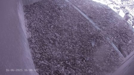 Sussex Heights Peregrine Falcons Webcam Image 16 Jun 2025 16:00:04