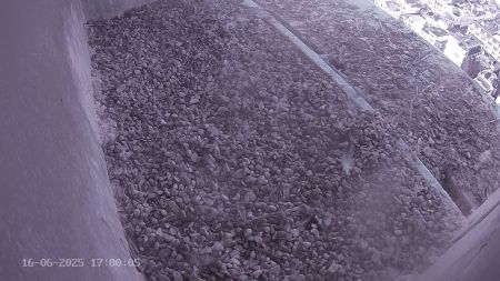 Sussex Heights Peregrine Falcons Webcam Image 16 Jun 2025 17:00:04