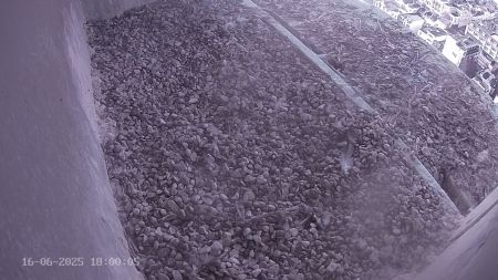 Sussex Heights Peregrine Falcons Webcam Image 16 Jun 2025 18:00:04