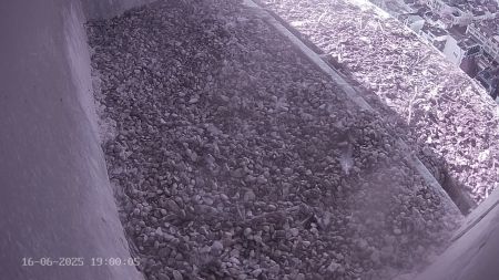 Sussex Heights Peregrine Falcons Webcam Image 16 Jun 2025 19:00:04